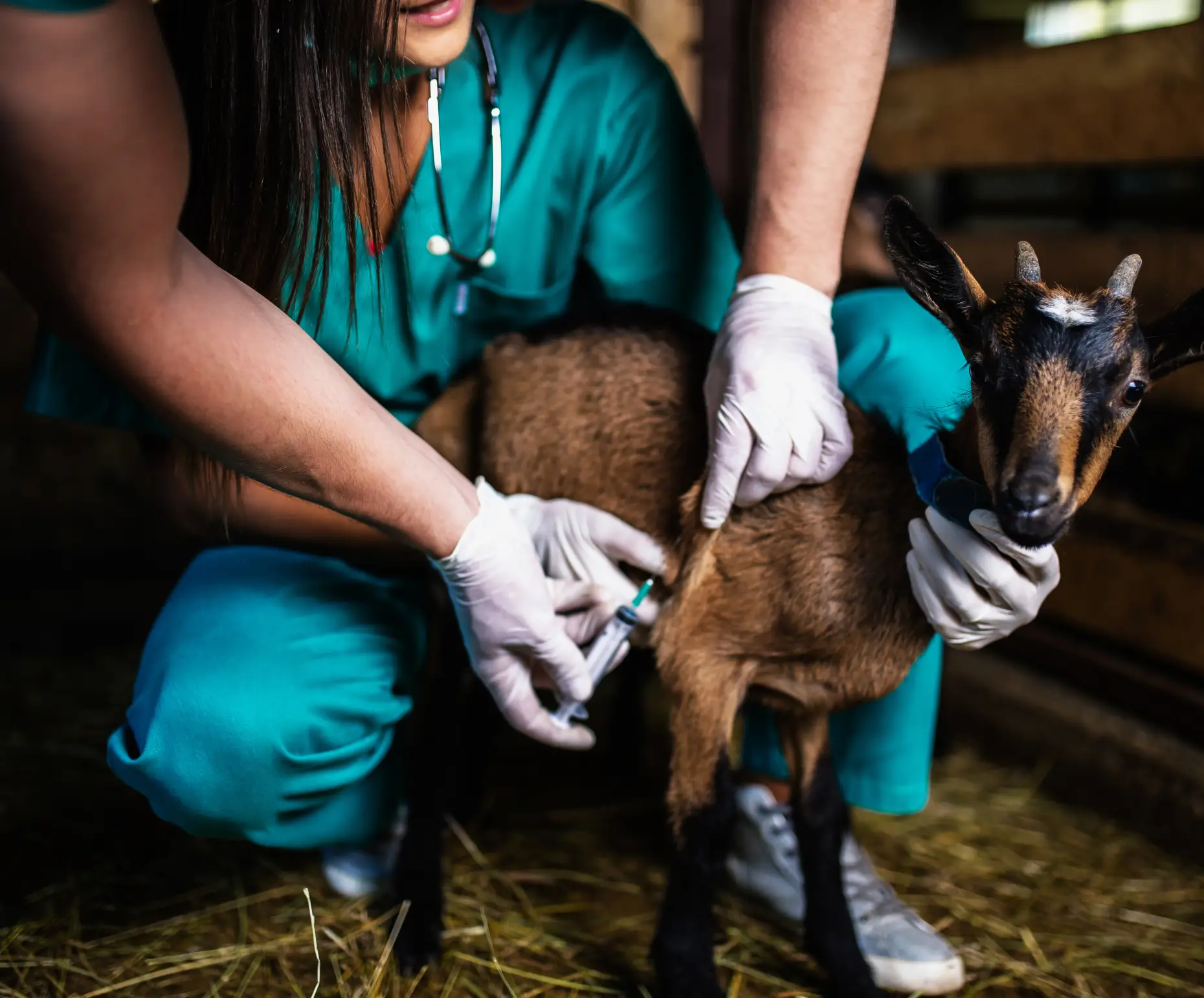 Farm Animal Medicine and Surgery